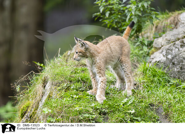 Europischer Luchs / european lynx / DMS-13523