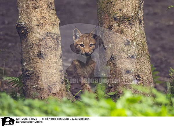 Europischer Luchs / european lynx / DMS-13528