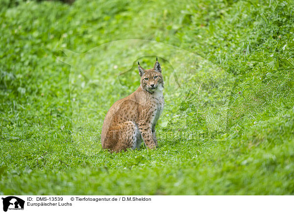 Europischer Luchs / european lynx / DMS-13539