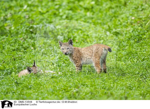Europischer Luchs / european lynx / DMS-13548