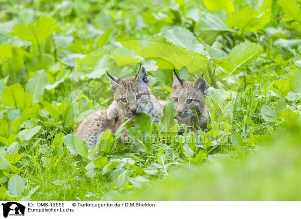 Europischer Luchs / european lynx / DMS-13555