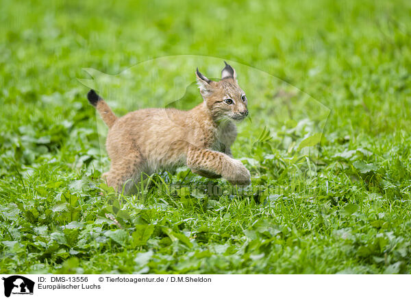 Europischer Luchs / european lynx / DMS-13556