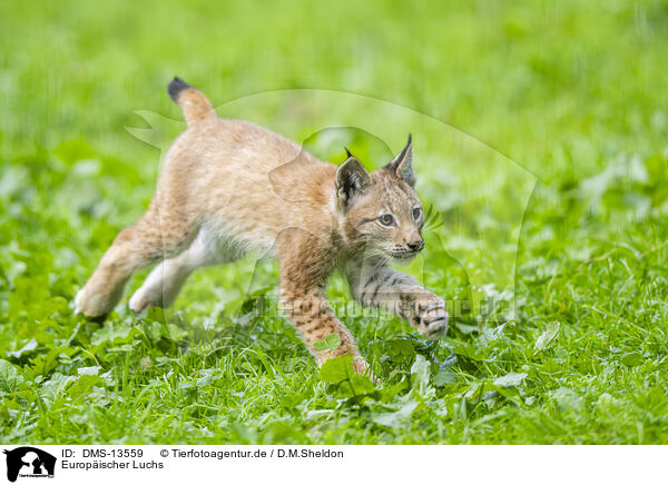 Europischer Luchs / european lynx / DMS-13559