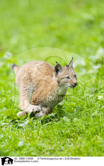 Europischer Luchs / european lynx / DMS-13560