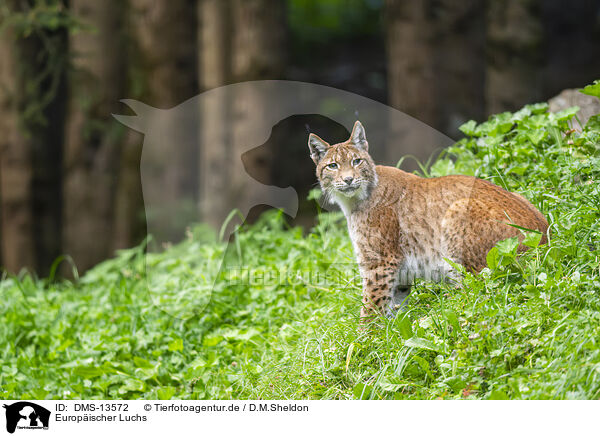 Europischer Luchs / european lynx / DMS-13572