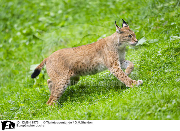 Europischer Luchs / european lynx / DMS-13573