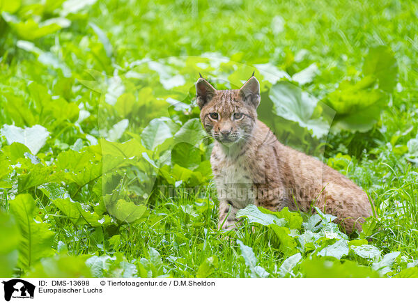 Europ�ischer Luchs / DMS-13698