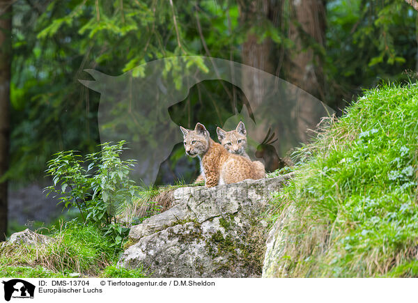 Europischer Luchs / european lynx / DMS-13704