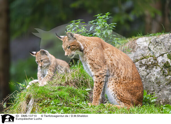 Europischer Luchs / european lynx / DMS-13710