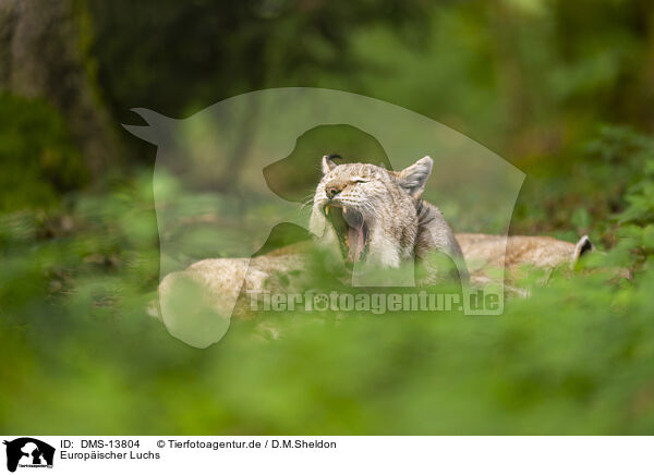 Europischer Luchs / DMS-13804
