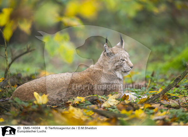 Europischer Luchs / Lynx / DMS-14004