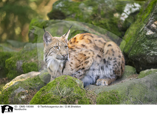 Nordluchs / Lynx / DMS-18088
