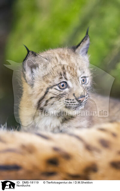 Nordluchs / Lynx / DMS-18119