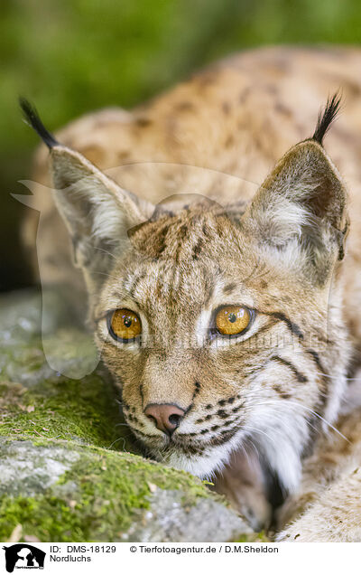 Nordluchs / Lynx / DMS-18129