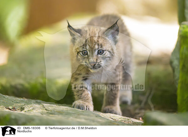 Nordluchs / Lynx / DMS-18306