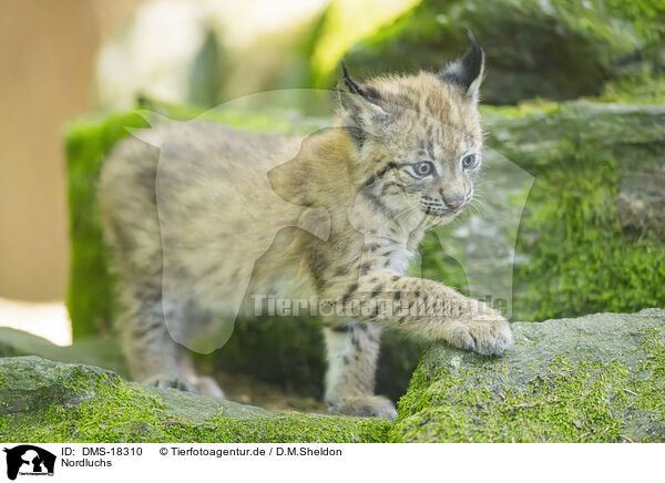 Nordluchs / Lynx / DMS-18310