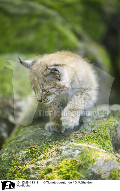 Nordluchs / Lynx / DMS-18318