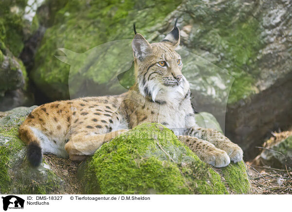 Nordluchs / Lynx / DMS-18327