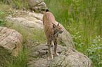 Europischer Luchs