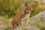 junger Europischer Luchs