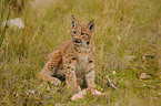 junger Europischer Luchs