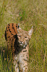 Europischer Luchs