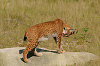 Europischer Luchs