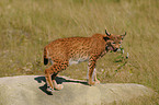 Europischer Luchs