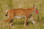 Europischer Luchs