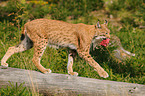 Europischer Luchs