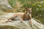 Europischer Luchs