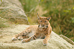 Europischer Luchs