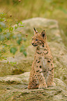 junger Europischer Luchs