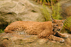 Europischer Luchs