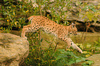 junger Europischer Luchs