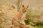 junger Europischer Luchs