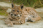 junger Europischer Luchs