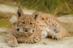 junger Europischer Luchs