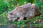 trinkender Europischer Luchs