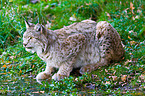 trinkender Europischer Luchs