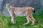 Europischer Luchs