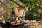 Europischer Luchs