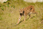 Europischer Luchs