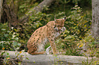 Europischer Luchs