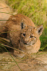 junger Europischer Luchs