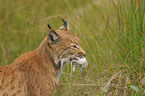 Europischer Luchs mit Ratte