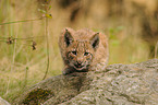 junger Europischer Luchs