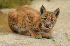 junger Europischer Luchs