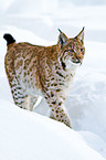 Europischer Luchs