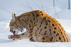 Europischer Luchs